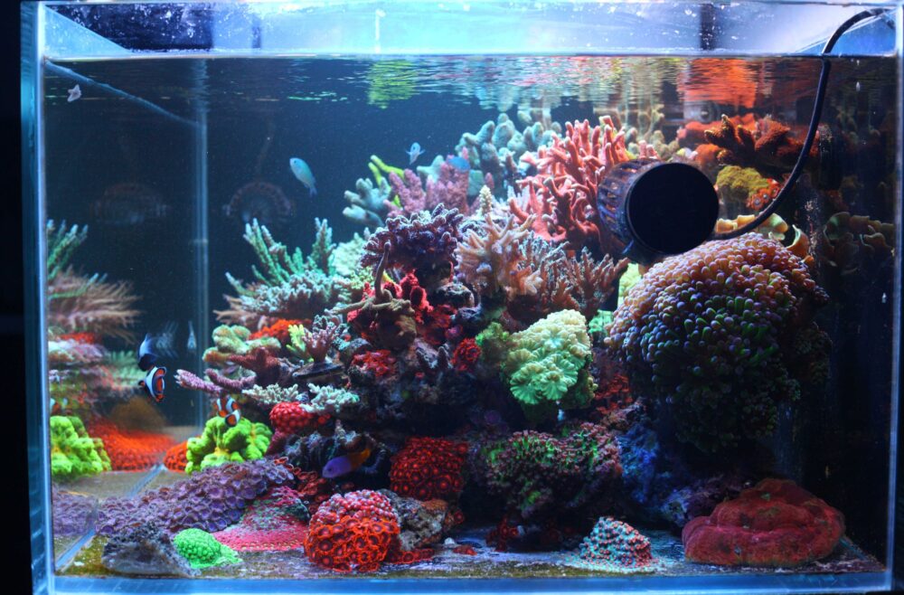 Marine Aquarium