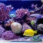 Marine aquarium additives