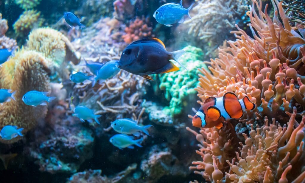 clownfish ctenochaetus tominiensis blue malawi cichlids swimming near coral duncan Aquatic Life
